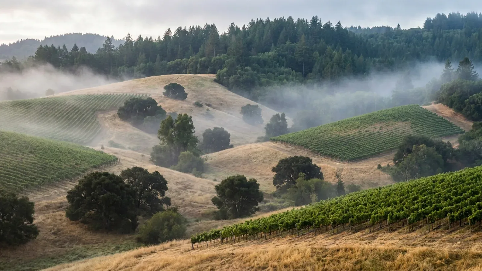 Wine country hills north of the Bay Area with contour-planted vineyards, coast live oaks and morning fog lying in the valley.