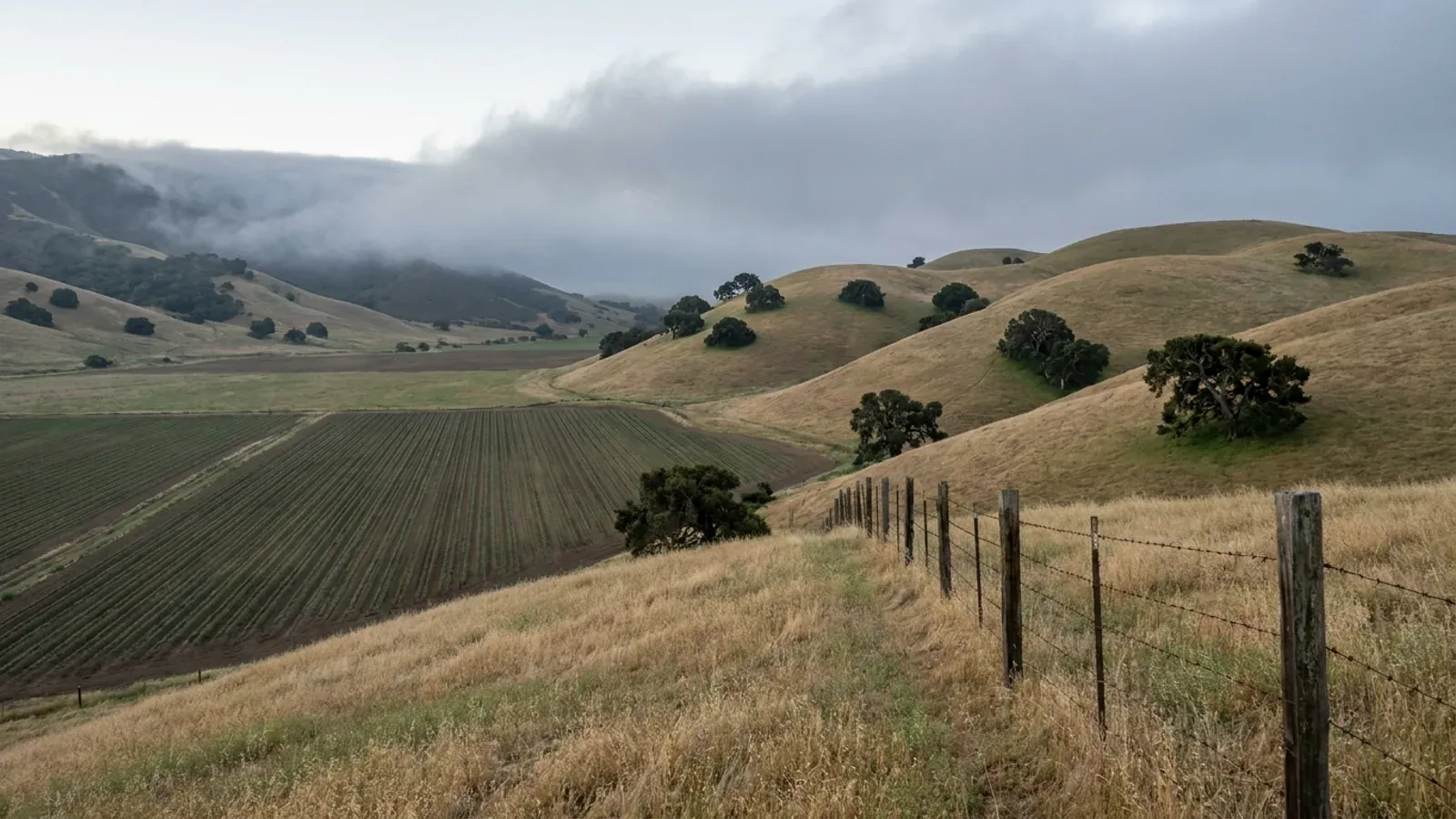 Rounded golden ranch hills with coast live oaks on California’s Central Coast, row crops in the valley below and marine fog spilling over the ridge.